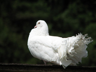 Pigeon