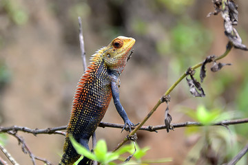 little color chameleon sitting in grass detail photography