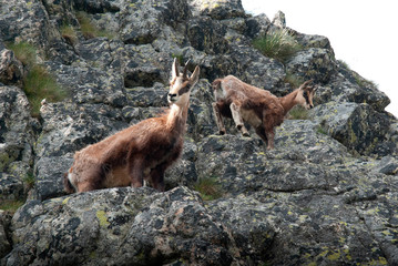 Photography of a chamois