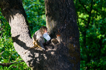 Macaque licking a plastic cup