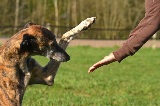 Galgo Espanol gibt Pfote