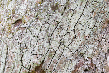 bark texture