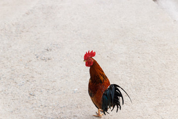 chicken lives freely in the farm