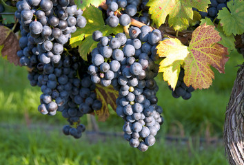 Grapes in a vineyard on late afternoon