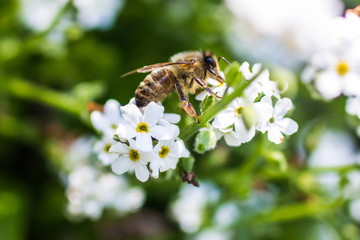 Western honey bee