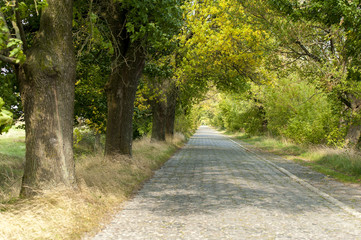 Obraz premium Stone road, Olyka, Volyn region