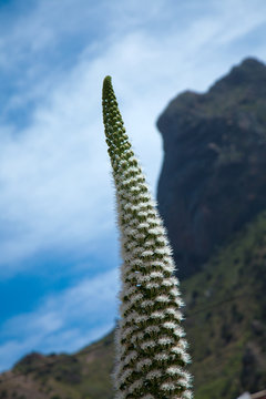 Echium simplex