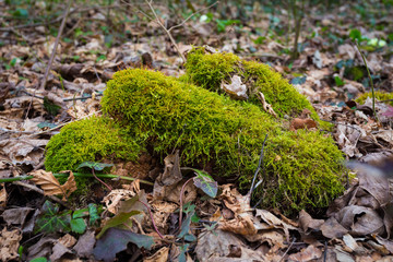 Green fresh moos in the forest