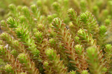 young shoots of succulent plants