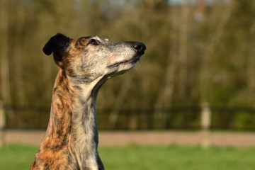 Galgo Espanol Portrait