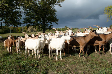 Goats Herd