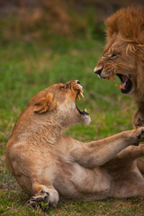 Naklejka premium lions