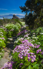 La Gomera, flowers by the path