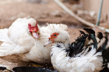 Happy ducks in the farm