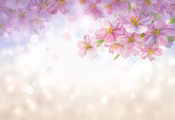 Fototapeta na wymiar Blossoming branches of sakura tree, spring bokeh background.