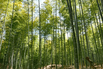 Naklejka premium Bamboo Forest