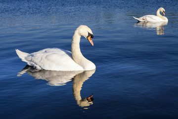 Swans on the Round Pond in Kensington Gardens