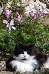 Hauskatze liegt unter Magnolienbaum