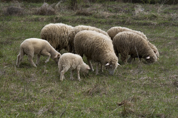 Obraz na płótnie Canvas sheep with lambs