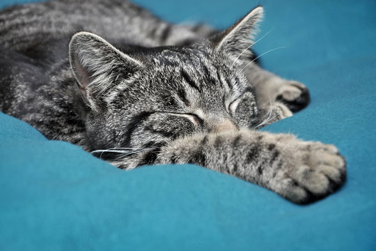 Entspannte Katze