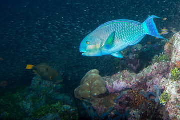 Parrot fish underwater