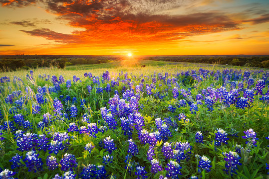 Fototapeta Zachód słońca na Sugar Ridge Road, Ennis, Teksas