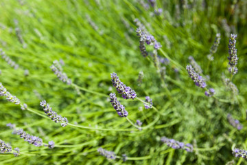 The blossoming lavender