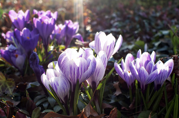 Crocus Sunrise