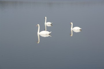 cygne dans la baie de somme