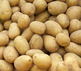 potato crop background