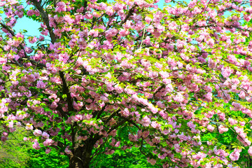 Fototapeta premium kanzam prunus tree
