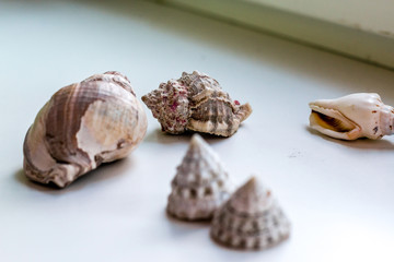 sea shell on white background