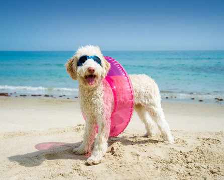 Hund mit Schwimmreifen am Strand