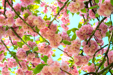 kanzam prunus blossoming