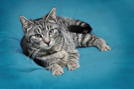 Aufmerksamer junger Kater