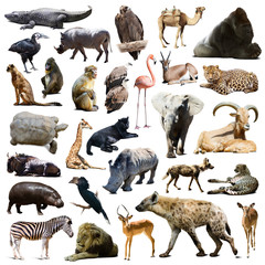 Naklejka premium hyena, gorilla and other African animals
