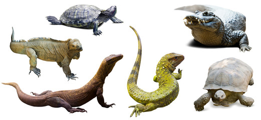 Set of reptilian