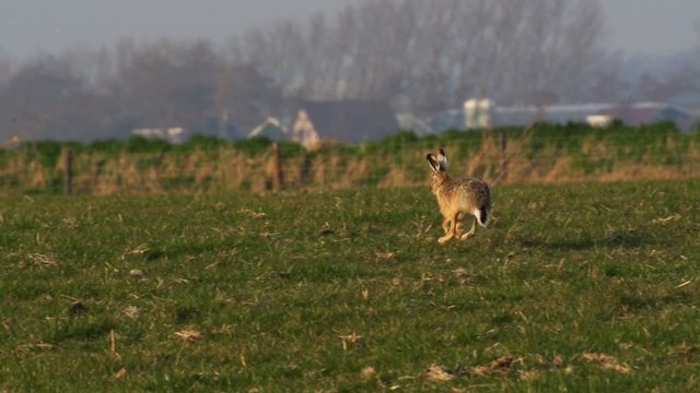 Feldhasen