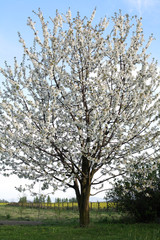 Obraz premium White blooming cherry tree in springtime