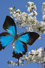 Obraz premium blue butterfly on hand