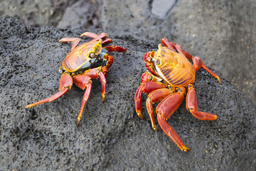 Zayapas couple crabs