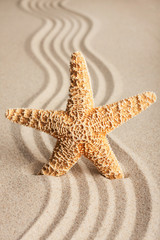 Fototapeta na wymiar Star sticking out in the sand