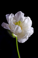 Fresh white tulip on gray background