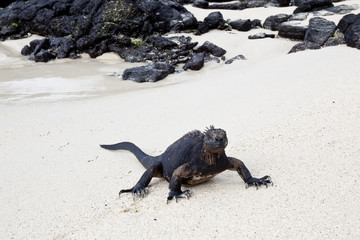 Iguana walking on white sand