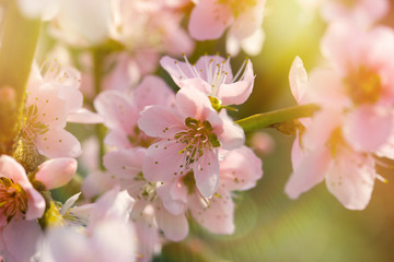 Soft focus on blooming branch