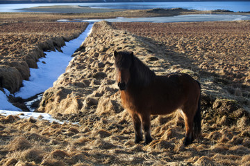 Brown icelandic pony on a meadow