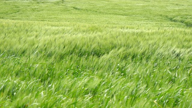 Spikes of green wheat moving in the wind (4K)