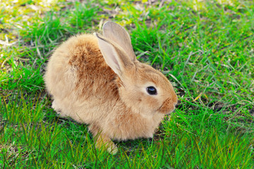 Little rabbit in grass close-up