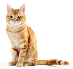 Fotobehang Portrait of red cat isolated on white © Africa Studio