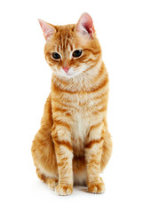 Portrait of red cat isolated on white